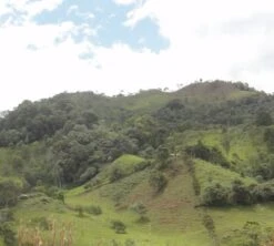 250g Café En Grain Bio La Esperanza - Cafés Lugat -Maxi Coffee Soldes cafe grains esperanza colombie 5