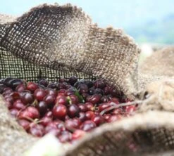 4x250g Café En Grain Bio Finca Oasis - Cafés Lugat -Maxi Coffee Soldes cafeengraincafeslugatpaysproducteurcafe 2