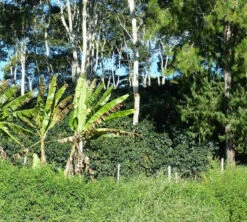 250 G- Café En Grain Coopchebi - LE PIANTAGIONI DEL CAFFE -Maxi Coffee Soldes cafeengrainlpdcaltopalomar2