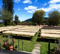 250 G- Café En Grain La Cumbre - LE PIANTAGIONI DEL CAFFE -Maxi Coffee Soldes cafeengrainlpdclacumbre1