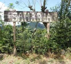 250 G- Café En Grain Samaria - LE PIANTAGIONI DEL CAFFE 3 250 G- Café En Grain Samaria - LE PIANTAGIONI DEL CAFFE -Maxi Coffee Soldes cafeengrainlpdcsamaria1