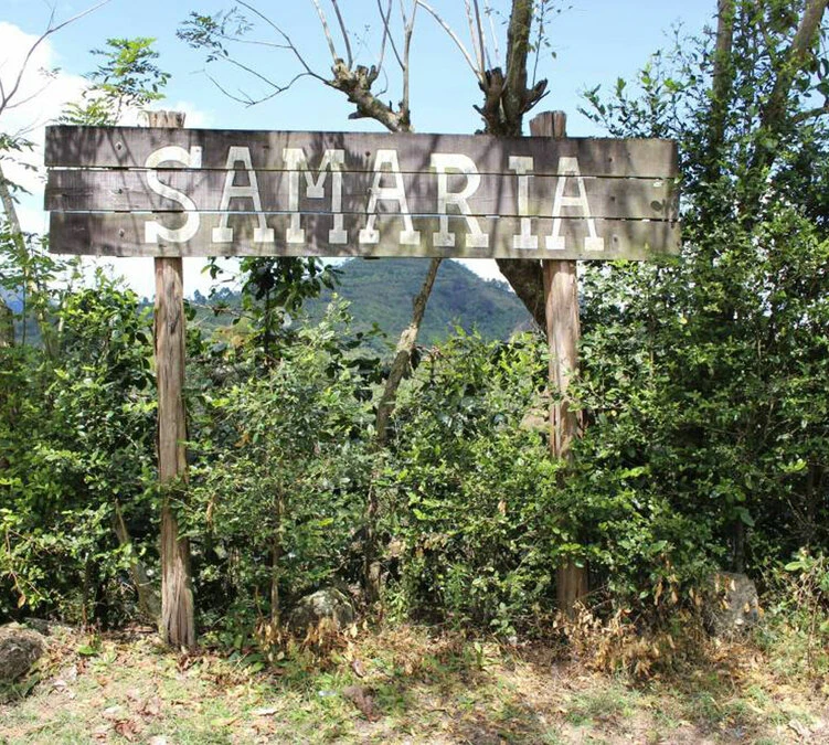 250 g- Café en grain Samaria - LE PIANTAGIONI DEL CAFFE 250 G- Café En Grain Samaria - LE PIANTAGIONI DEL CAFFE -Maxi Coffee Soldes cafeengrainlpdcsamaria1