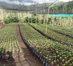 250 G- Café En Grain Samaria - LE PIANTAGIONI DEL CAFFE 4 250 G- Café En Grain Samaria - LE PIANTAGIONI DEL CAFFE -Maxi Coffee Soldes cafeengrainlpdcsamaria3