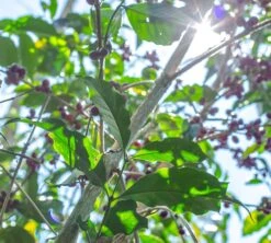 Boite Conservatrice Noire Avec Vide D'air 1kg - Cafés Lugat -Maxi Coffee Soldes cafeier