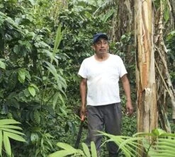 Café En Grains Bio : Mexique - Sueño - Décaféiné à L'eau - 1Kg - Cafés Lugat 2 Café En Grains Bio : Mexique - Sueño - Décaféiné à L'eau - 1Kg - Cafés Lugat -Maxi Coffee Soldes decafeine altura mexique 4